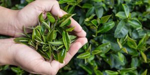 Prednosti zelenega čaja pri negi kože